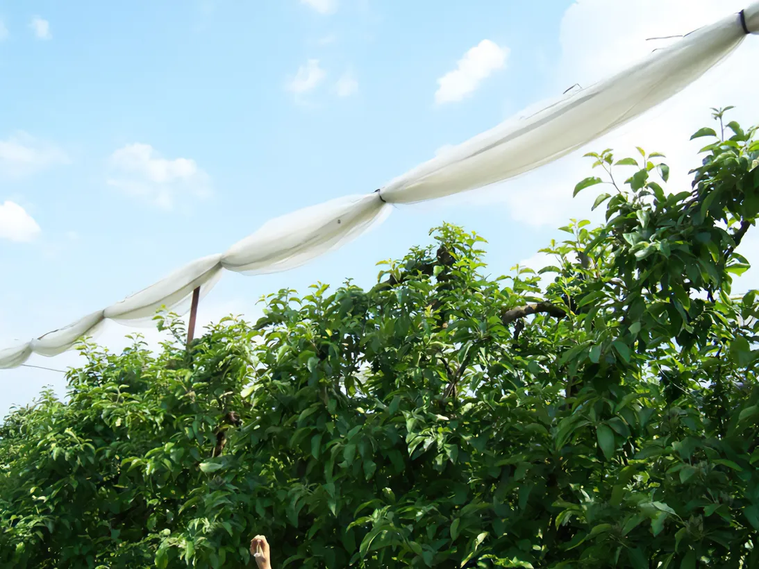 Les Vergers Du Val Garonne Vente Direct De Fruits Toulouse 01 Louverture Des Filets Pare Grele