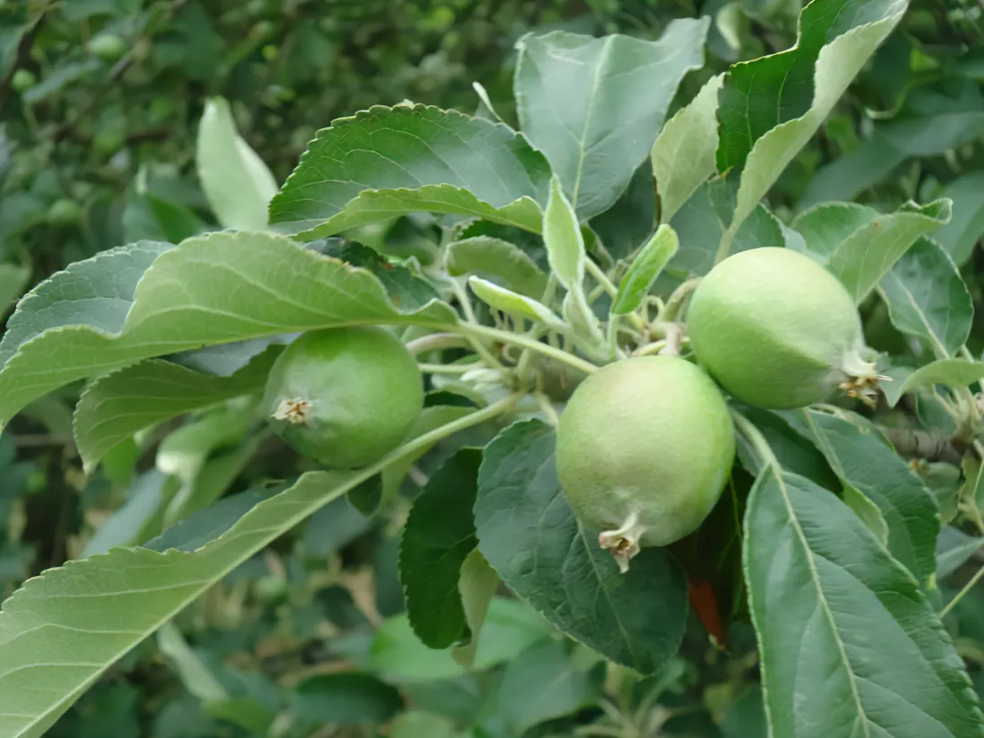 Les Vergers Du Val Garonne Vente Direct De Fruits Toulouse 02 Le Grossissement Des Pommes