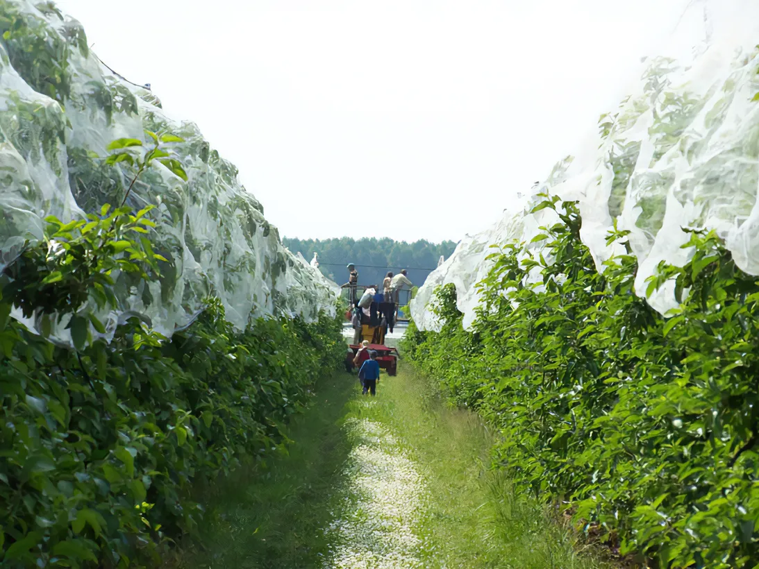 Les Vergers Du Val Garonne Vente Direct De Fruits Toulouse 02 Louverture Des Filets Pare Grele