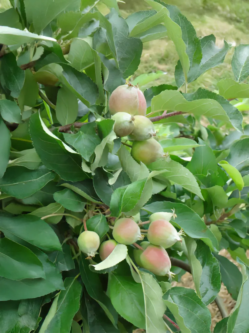 Les Vergers Du Val Garonne Vente Direct De Fruits Toulouse 03 Le Grossissement Des Pommes