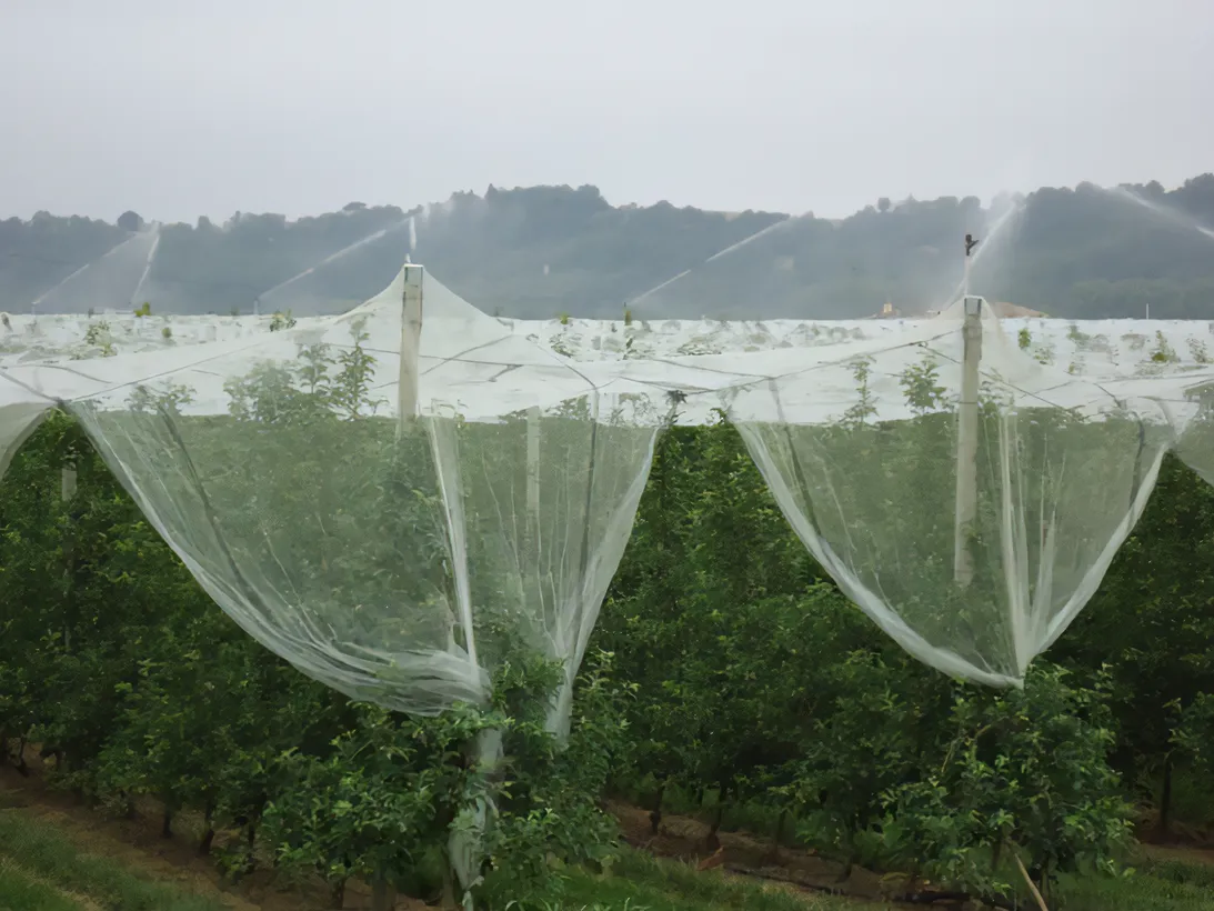 Les Vergers Du Val Garonne Vente Direct De Fruits Toulouse 04 Le Grossissement Des Pommes