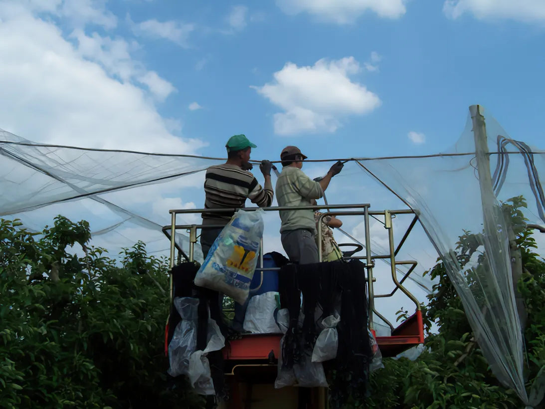 Les Vergers Du Val Garonne Vente Direct De Fruits Toulouse 04 Louverture Des Filets Pare Grele