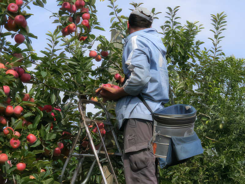 Les Vergers Du Val Garonne Vente Direct De Fruits Toulouse 04