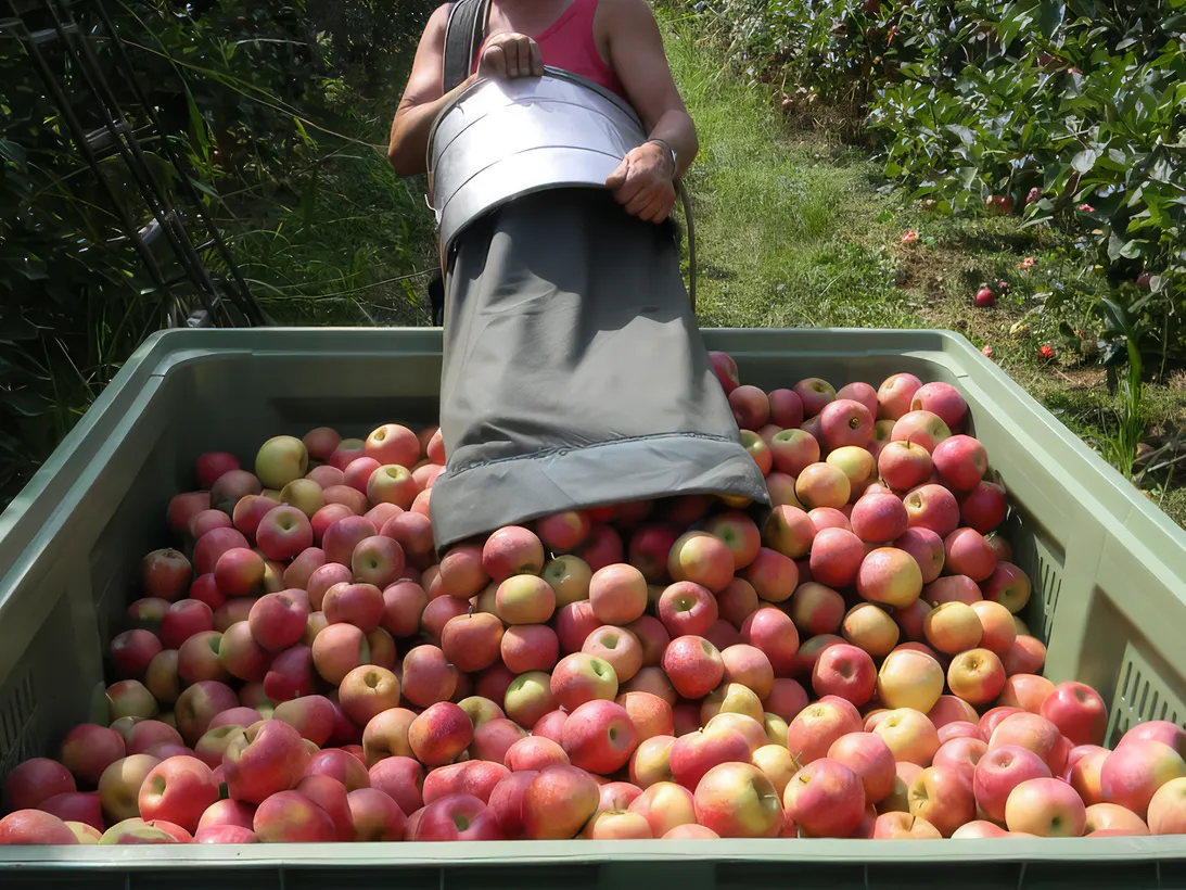 Les Vergers Du Val Garonne Vente Direct De Fruits Toulouse 05 Comment Cueille Ton Les Pommes