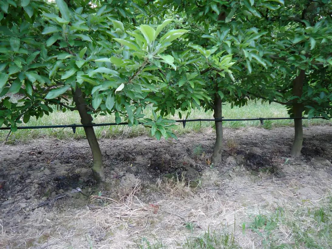 Les Vergers Du Val Garonne Vente Direct De Fruits Toulouse 05 Le Grossissement Des Pommes