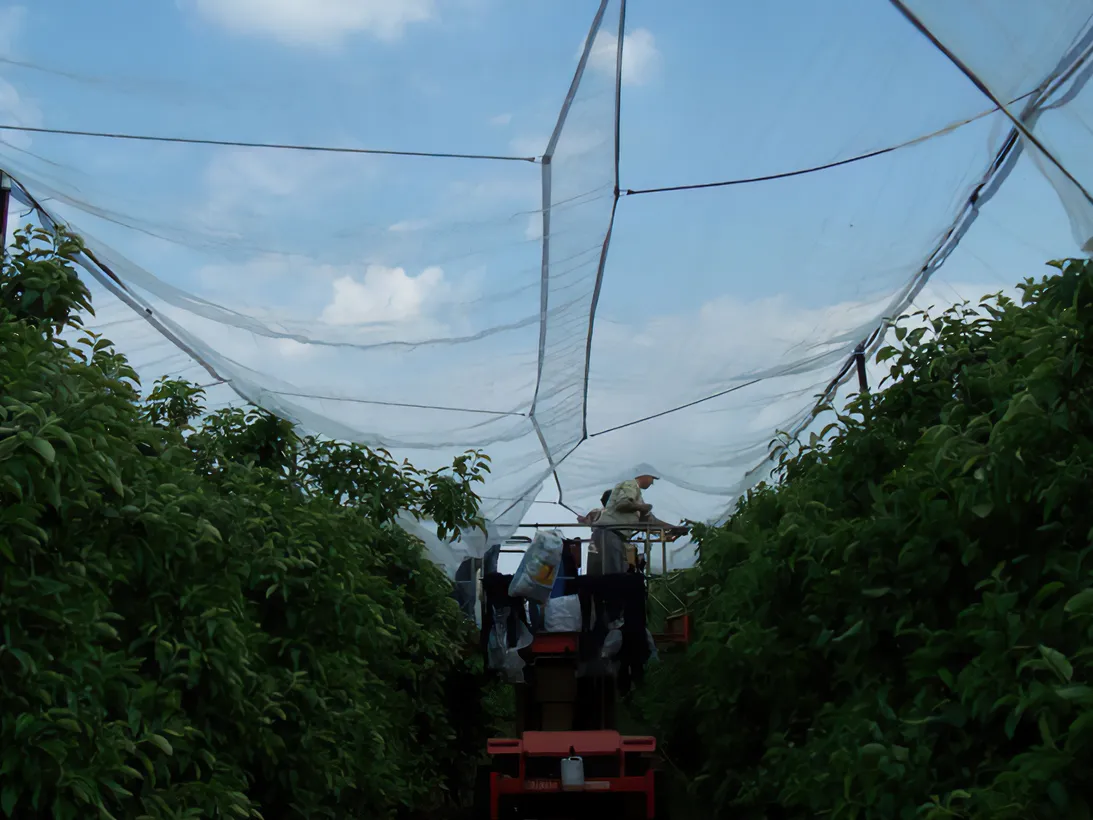 Les Vergers Du Val Garonne Vente Direct De Fruits Toulouse 05 Louverture Des Filets Pare Grele