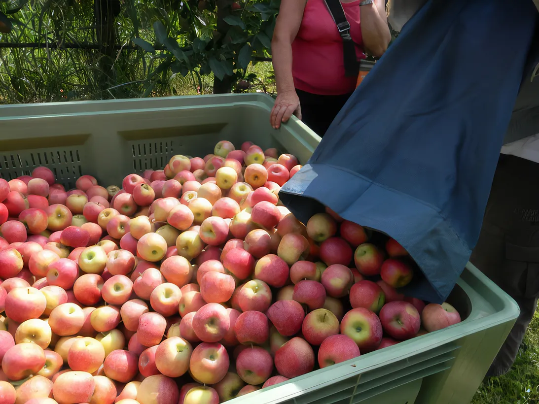 Les Vergers Du Val Garonne Vente Direct De Fruits Toulouse 06 Comment Cueille Ton Les Pommes