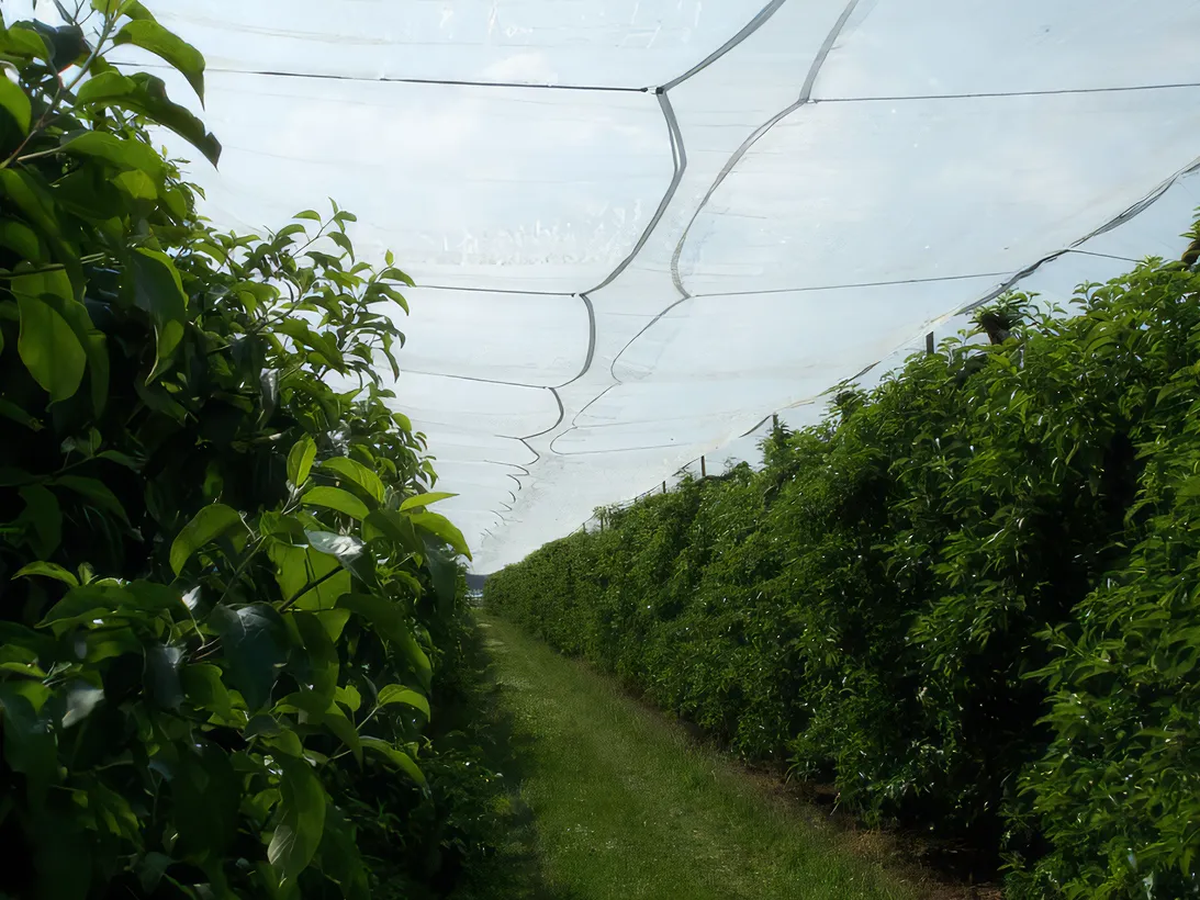 Les Vergers Du Val Garonne Vente Direct De Fruits Toulouse 06 Louverture Des Filets Pare Grele