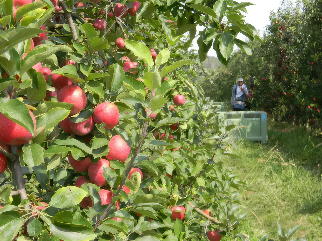 Les Vergers Du Val Garonne Vente Direct De Fruits Toulouse 07 Comment Cueille Ton Les Pommes