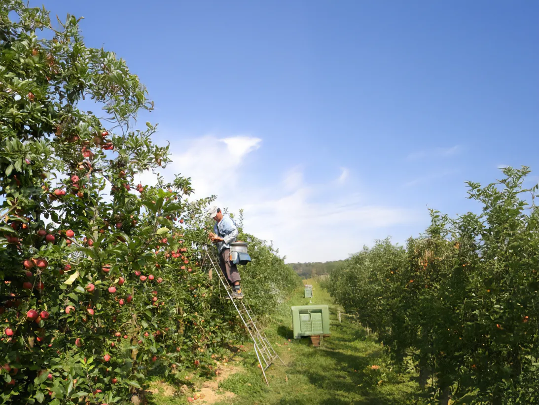 Les Vergers Du Val Garonne Vente Direct De Fruits Toulouse 08 Comment Cueille Ton Les Pommes