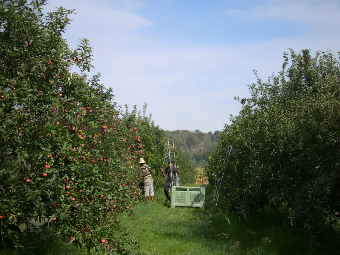 Les Vergers Du Val Garonne Vente Direct De Fruits Toulouse 09 Comment Cueille Ton Les Pommes