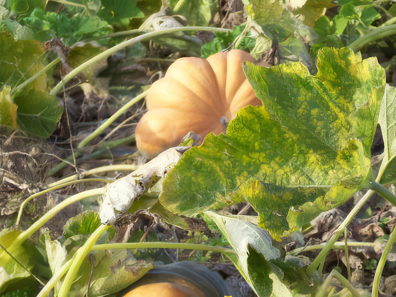 Les Vergers Du Val Garonne Vente Direct De Fruits Toulouse 17
