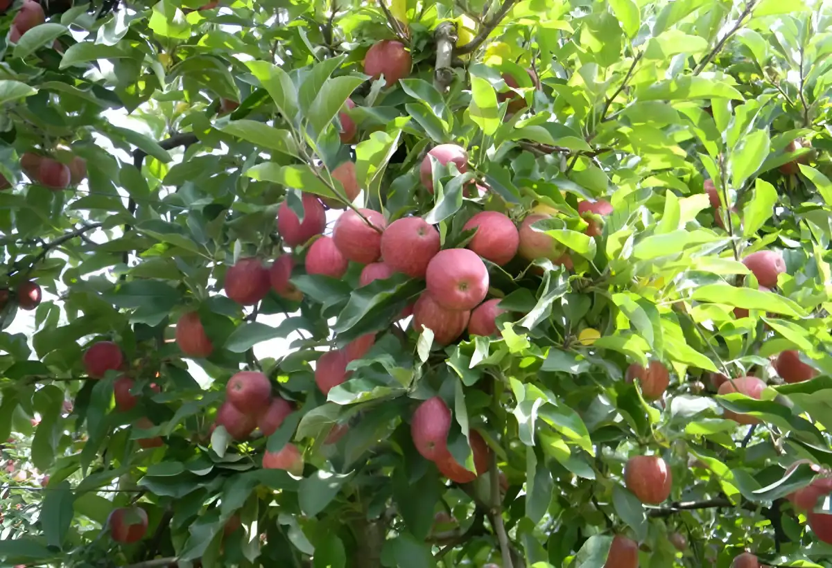 Les Vergers Du Val Garonne Vente Direct De Fruits Toulouse Galerie 1 1