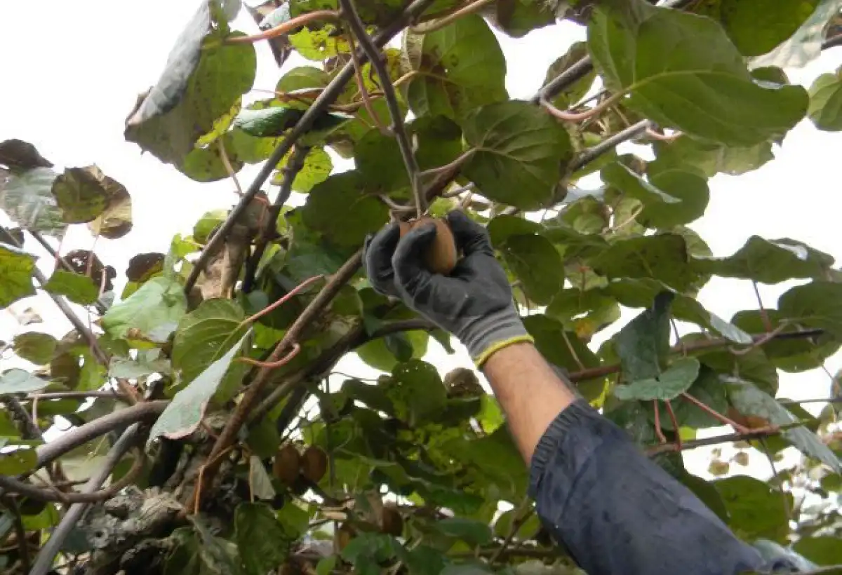 Les Vergers Du Val Garonne Vente Direct De Fruits Toulouse Galerie 2 1