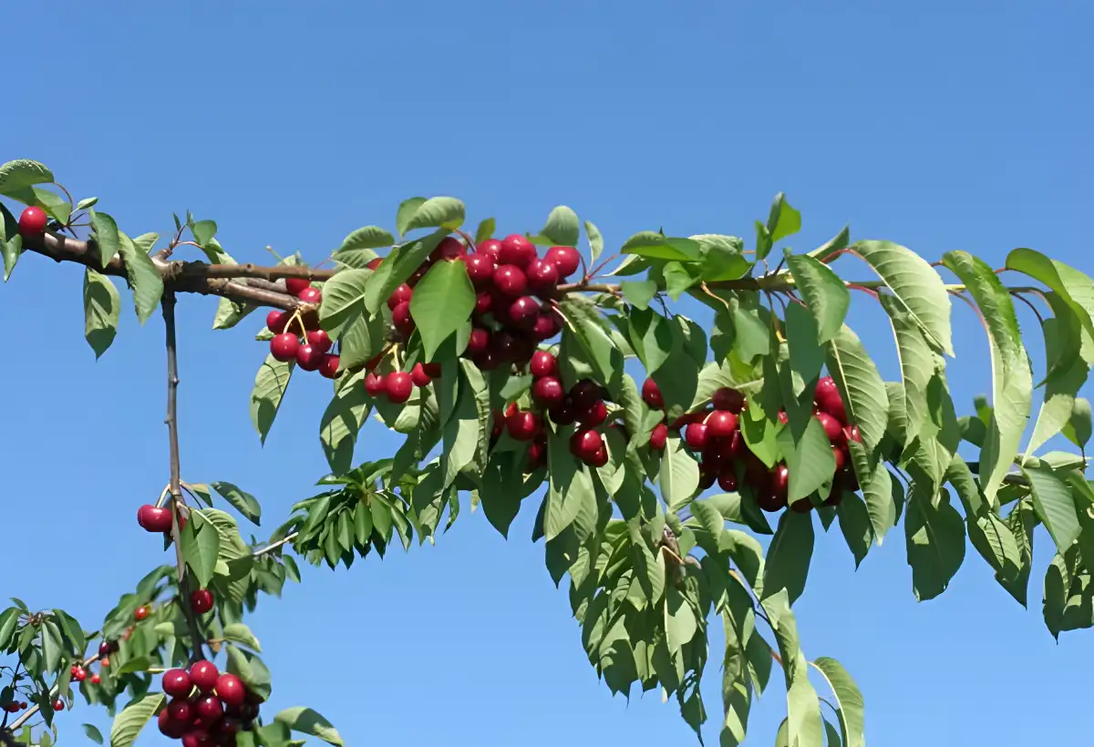 Les Vergers Du Val Garonne Vente Direct De Fruits Toulouse Galerie 3 1